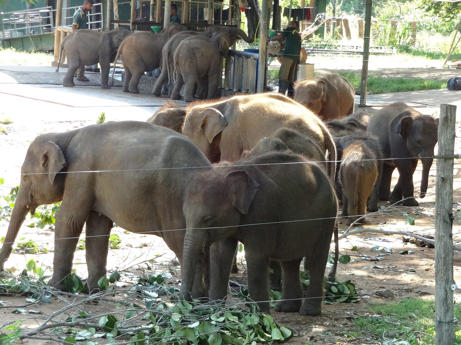 Young elephants at the Elephant Transit Home’s feeding area in Udawalawe.