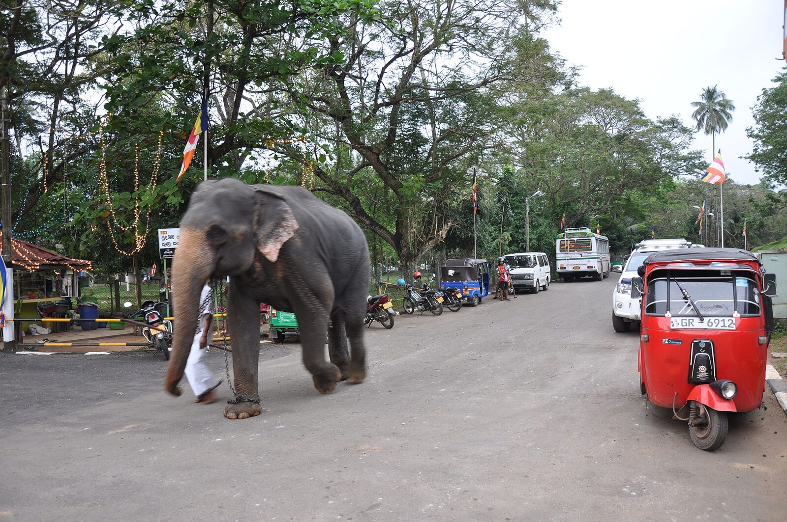 An elephant walking with chains around its legs at Kelaniya, Sri Lanka.