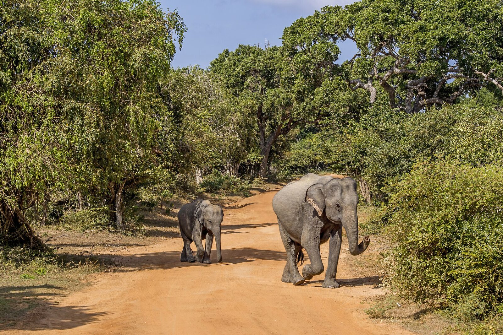 A wild female elephant and her calf together in Yala National Park.